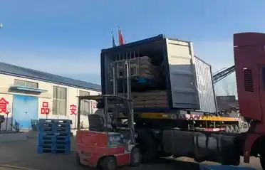 L'industria della patata di Qinhuangdao Tongyou spedisce 10 container di amido di patate dolci in Corea del Sud